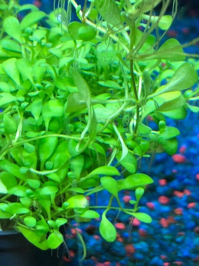 Glossostigma elatinoides leaf