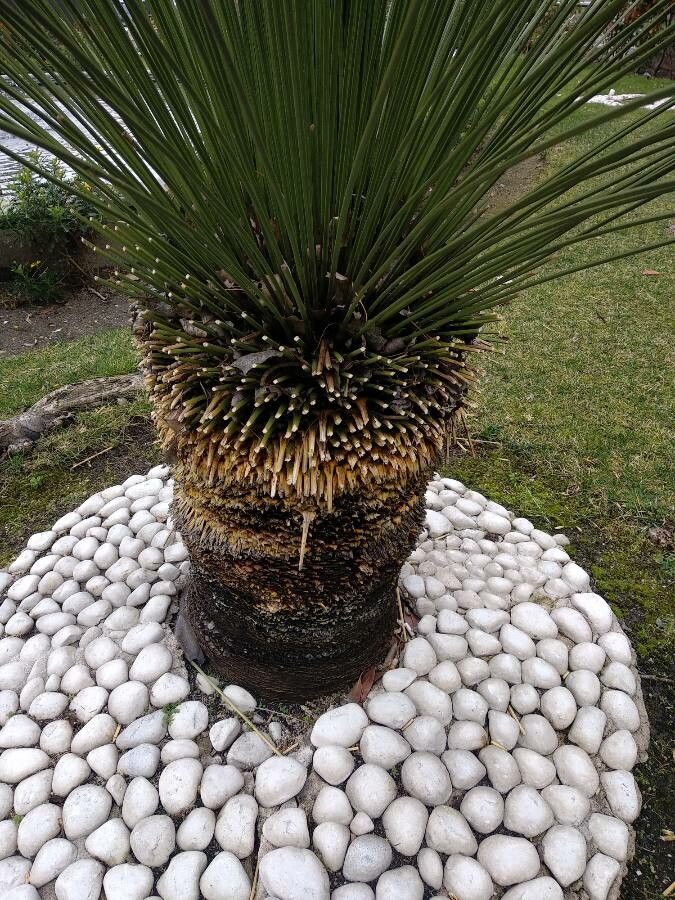 Dasylirion longissimum bark