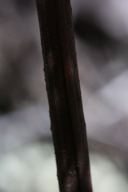 Hemionitis quadripinnata bark