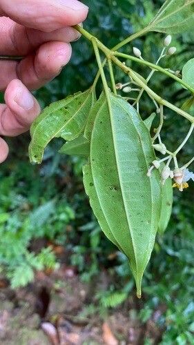 Miconia fragrantissima leaf
