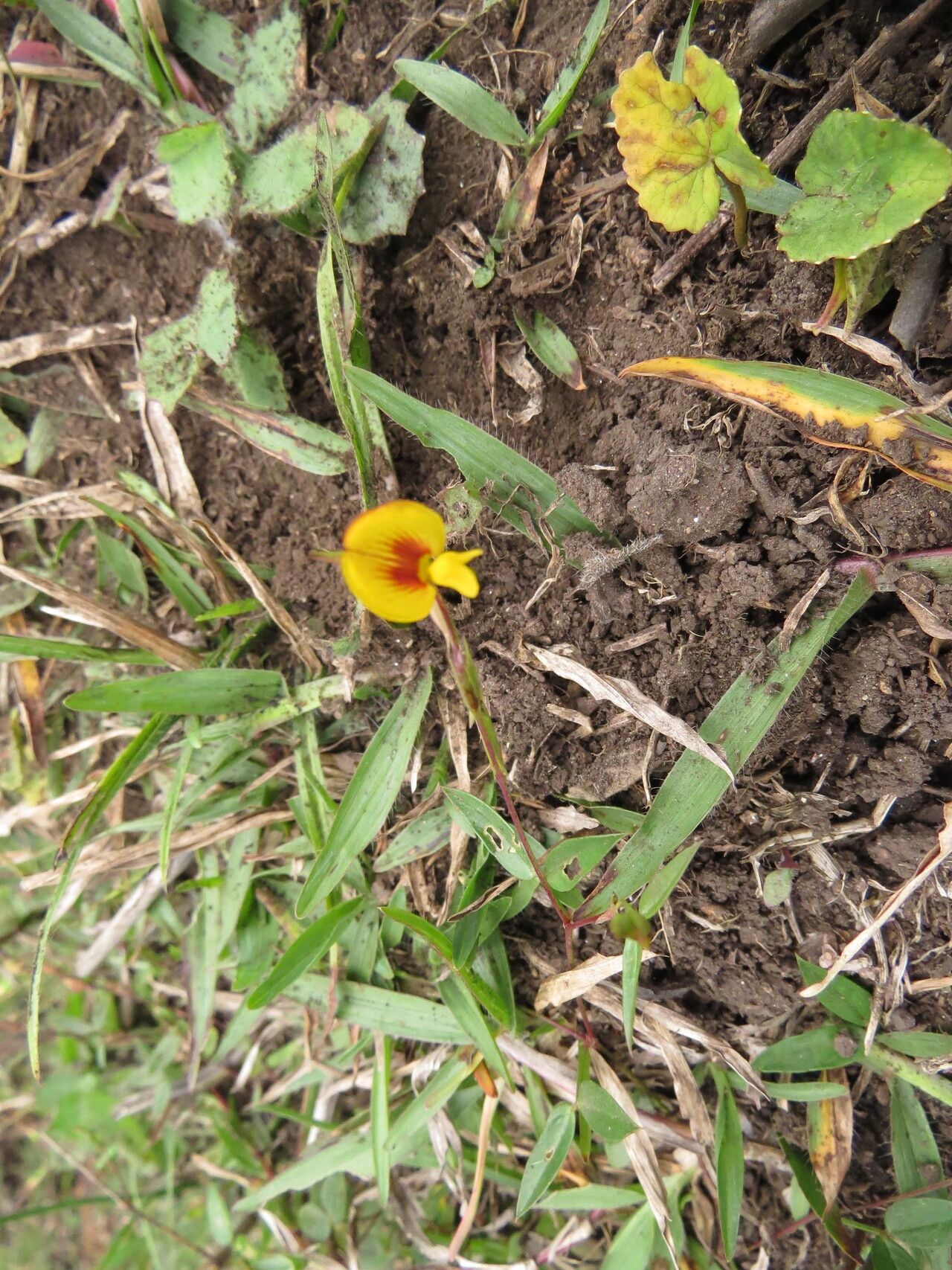 Zornia diphylla — related species from the same genus
