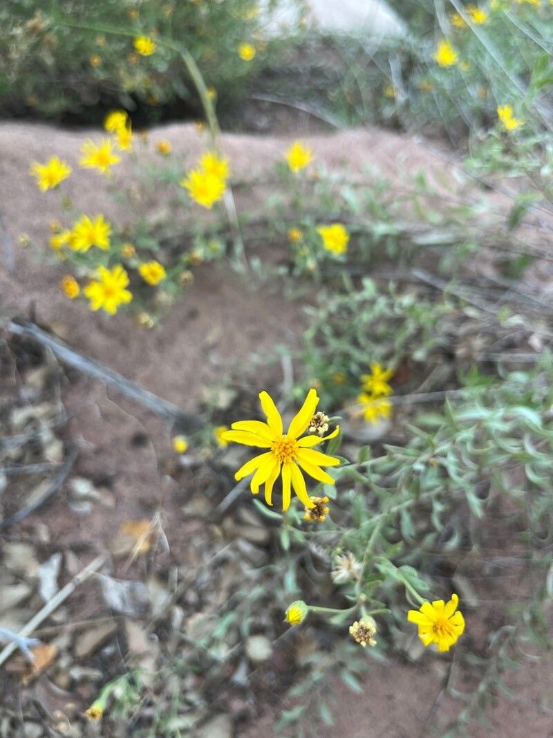 Heterotheca cinerascens flower