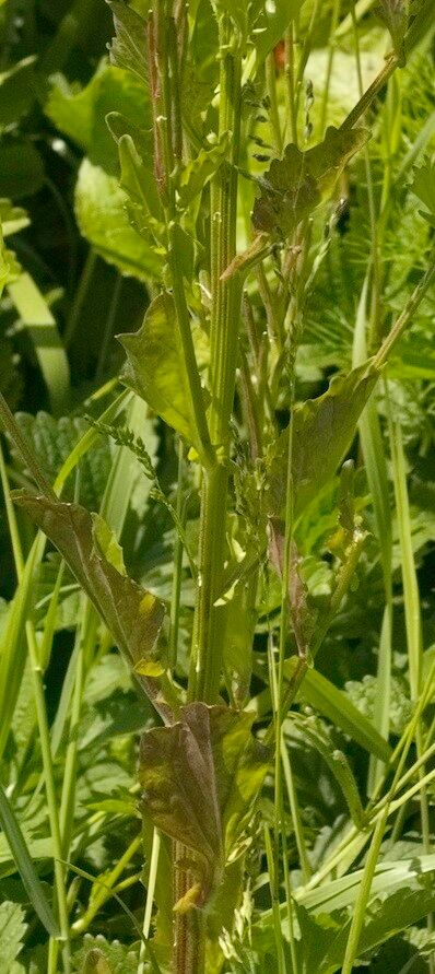 Barbarea stricta — search result for 'Brassicaceae'