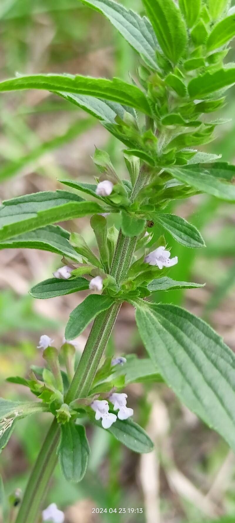 Dracocephalum thymiflorum bark