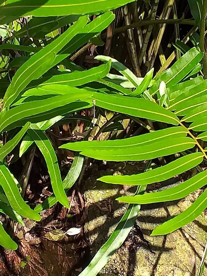 Acrostichum aureum leaf