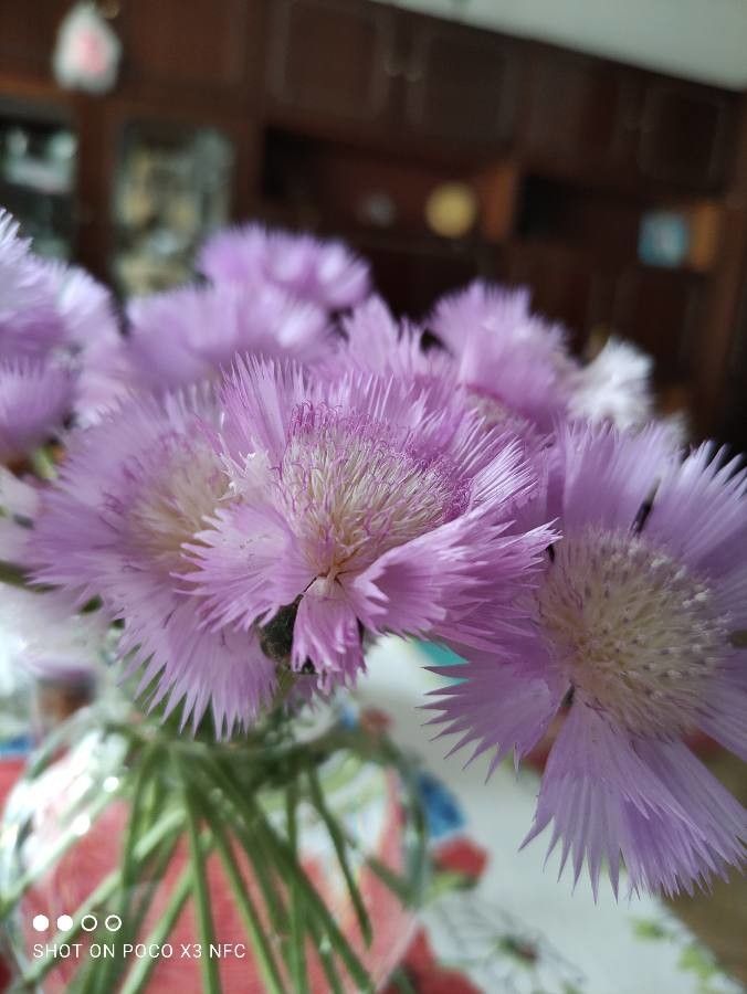 Amberboa moschata flower