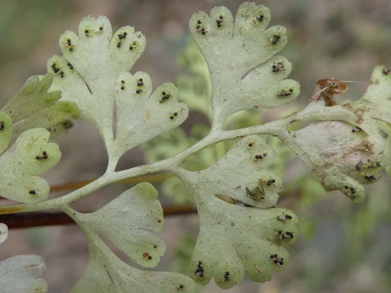 Anogramma leptophylla — search result for 'Pteridaceae'