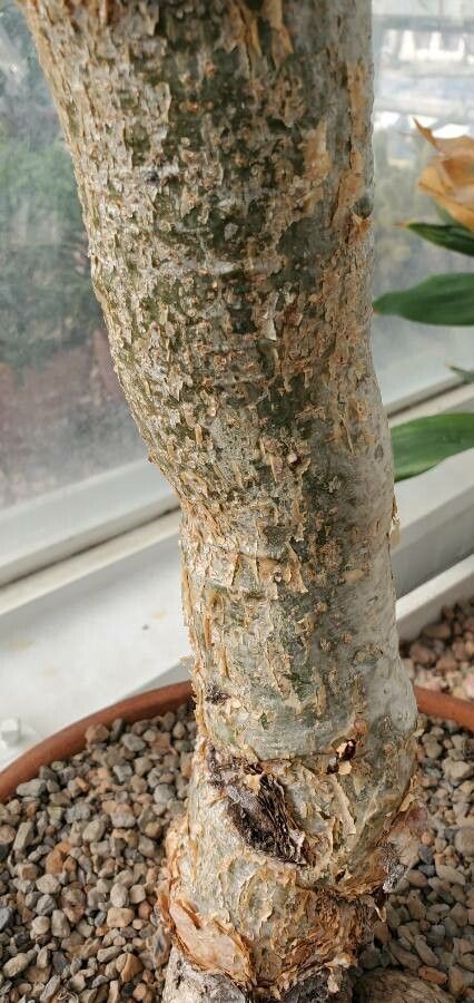 Operculicarya decaryi bark