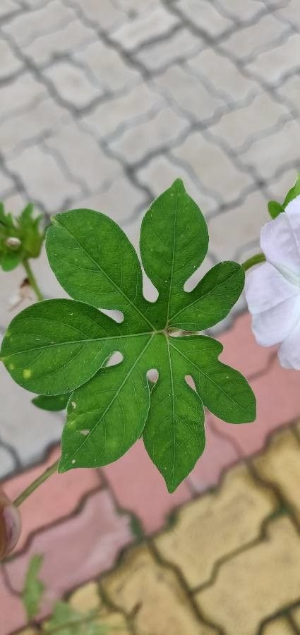 Ipomoea pes-tigridis leaf