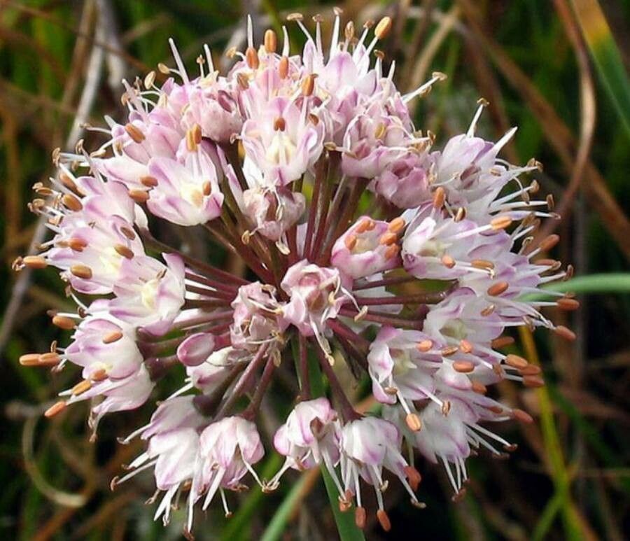 Allium suaveolens flower