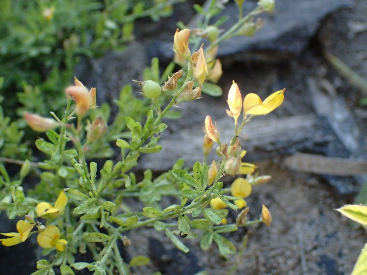 Crotalaria hyssopifolia flower