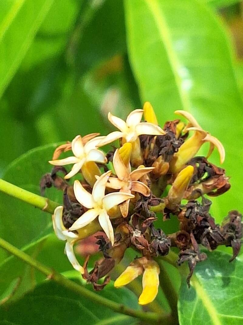 Landolphia camptoloba flower