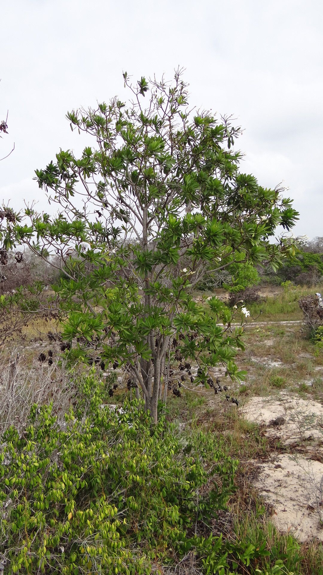 Himatanthus phagedaenicus habit