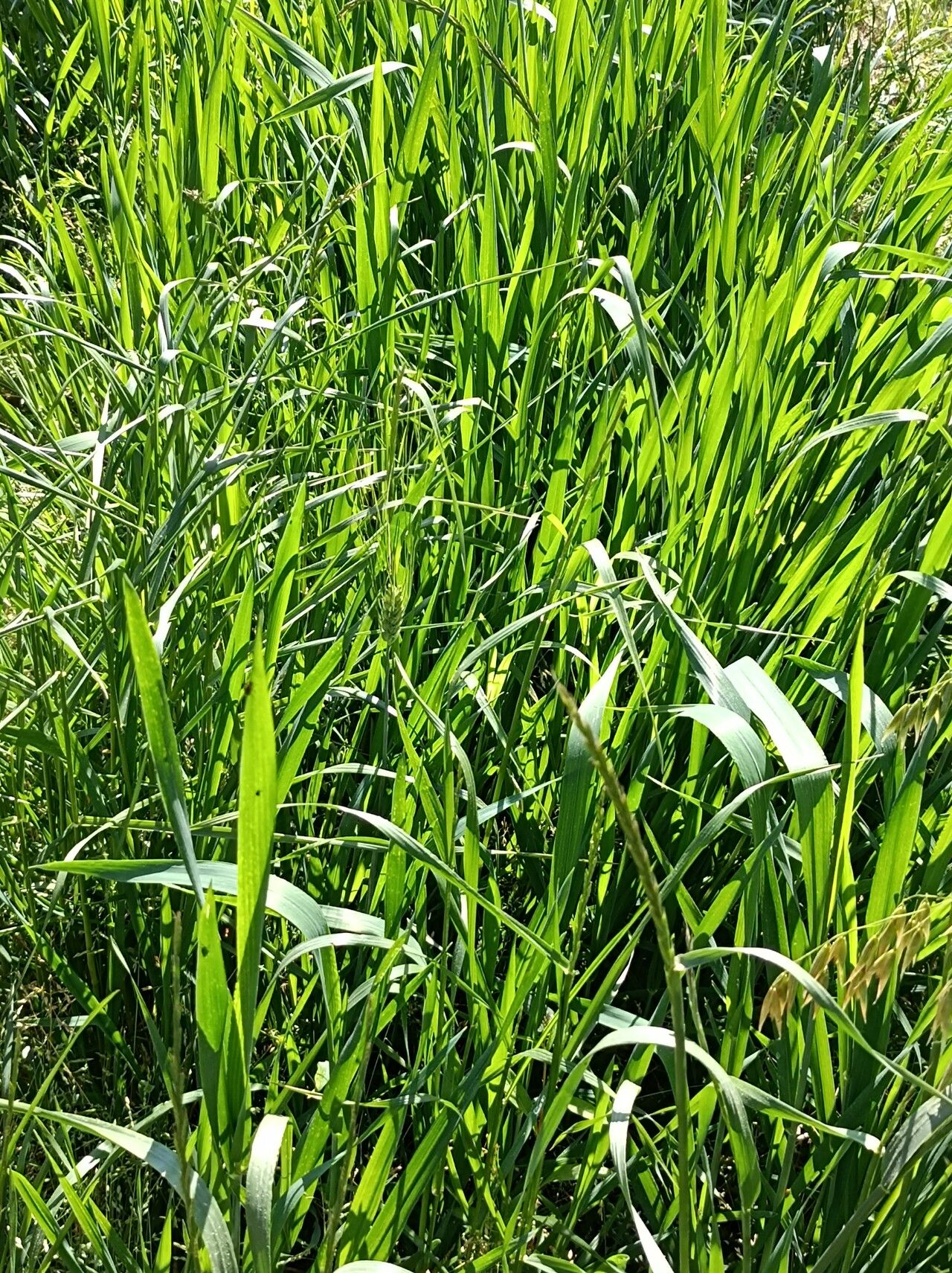 Alopecurus arundinaceus leaf