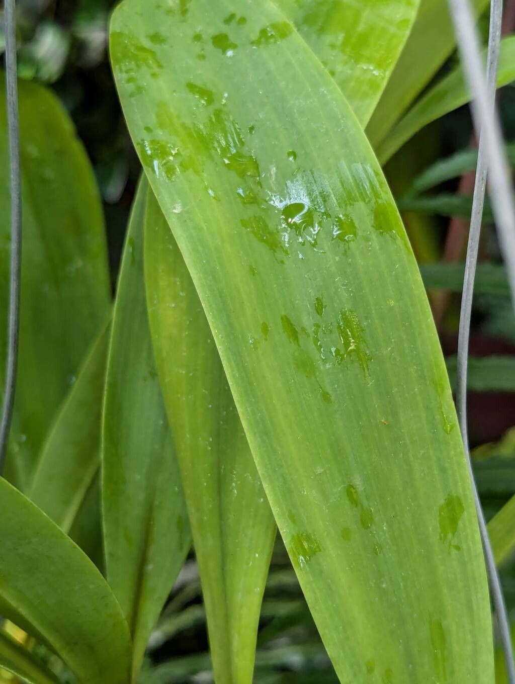 Prosthechea crassilabia — houseplant care guide