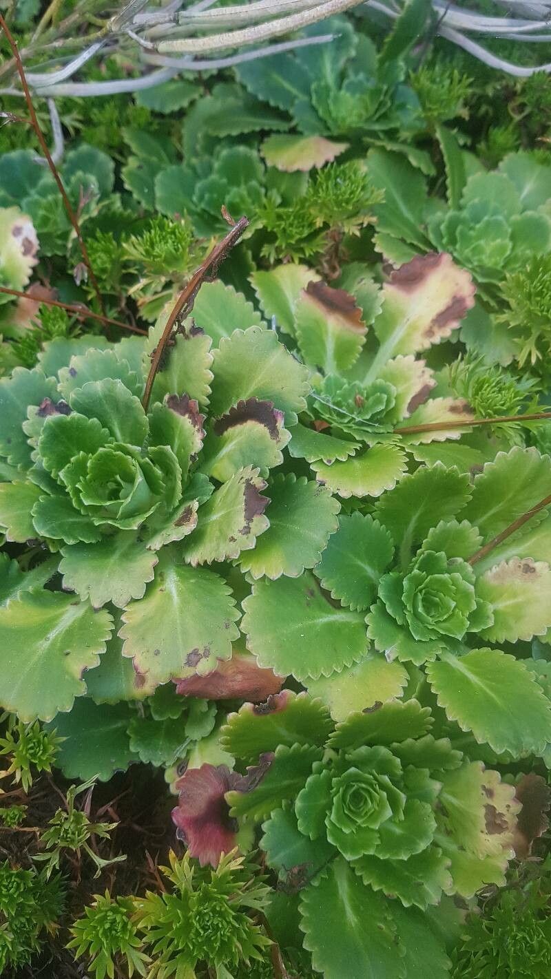 Saxifraga umbrosa — search result for 'Saxifragaceae'