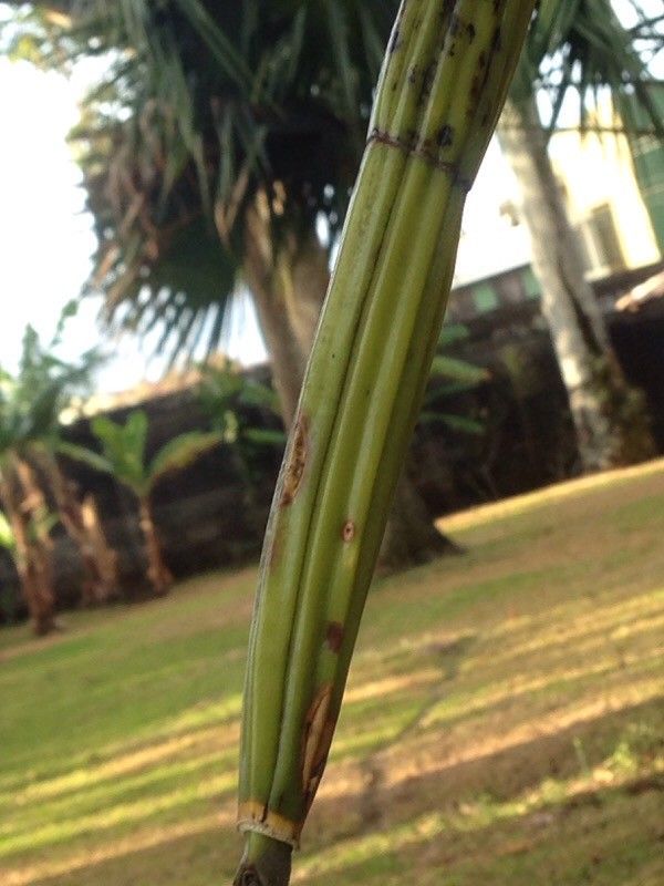 Guarianthe skinneri bark