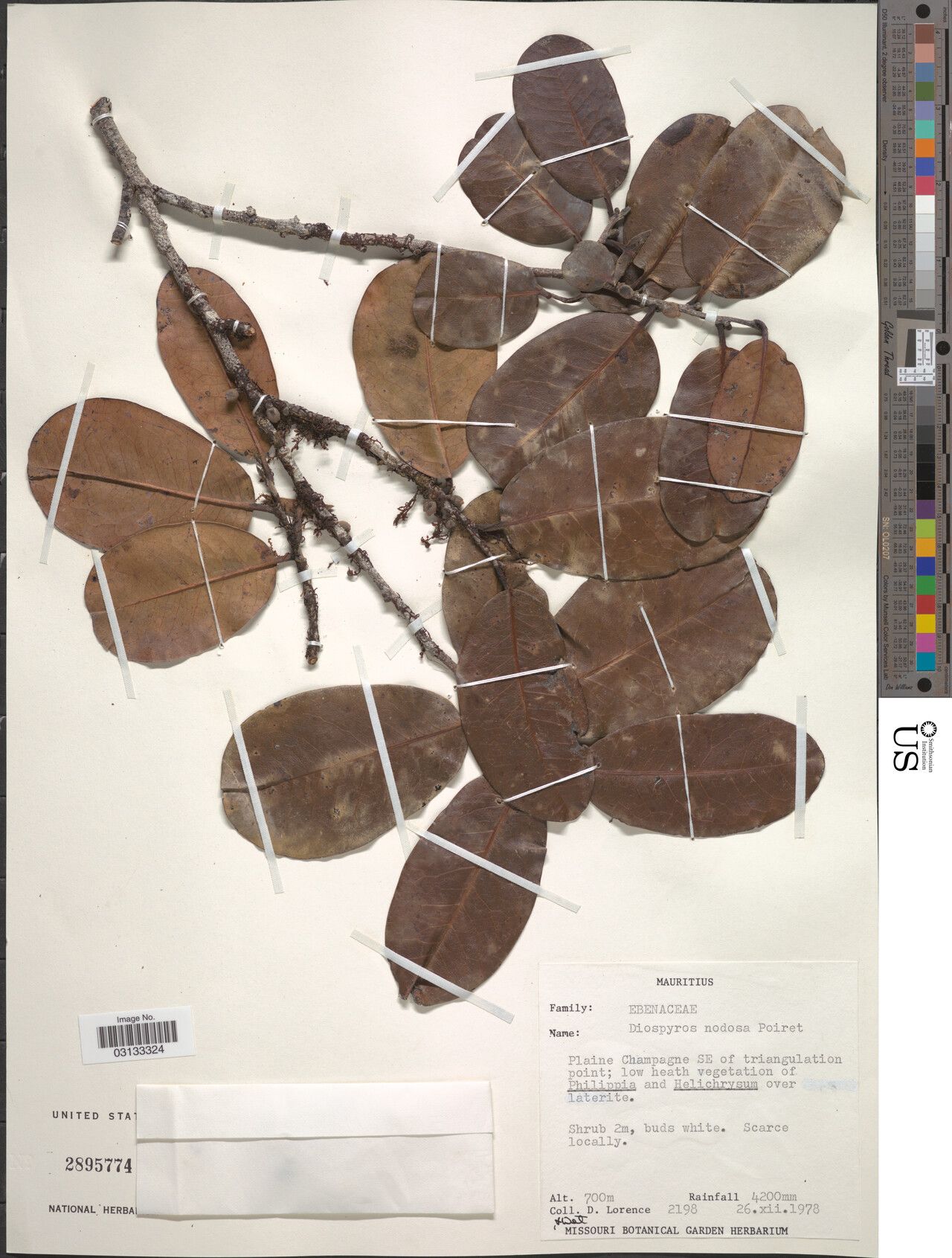 Diospyros nodosa — houseplant care guide