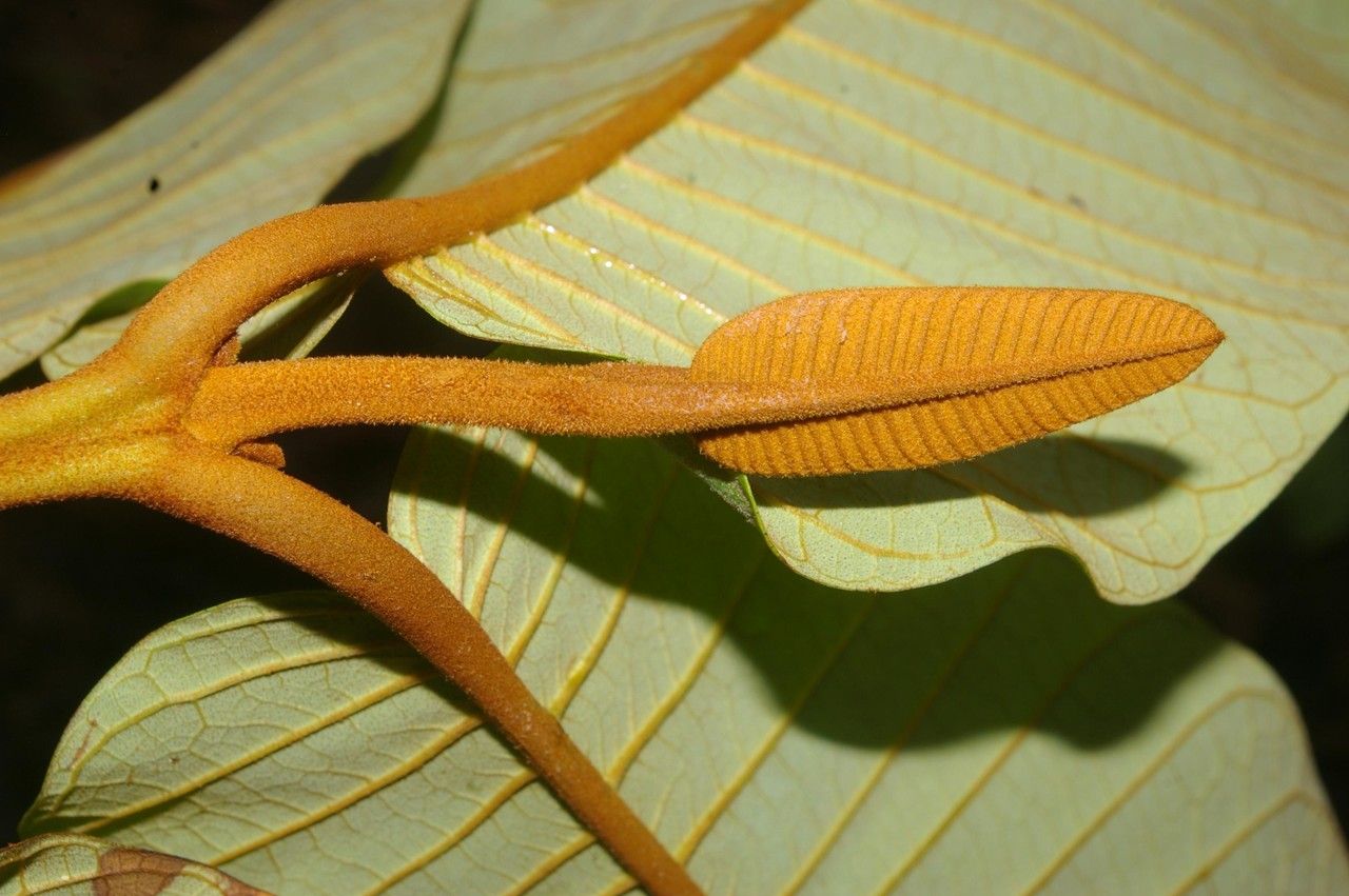 Vismia macrophylla flower