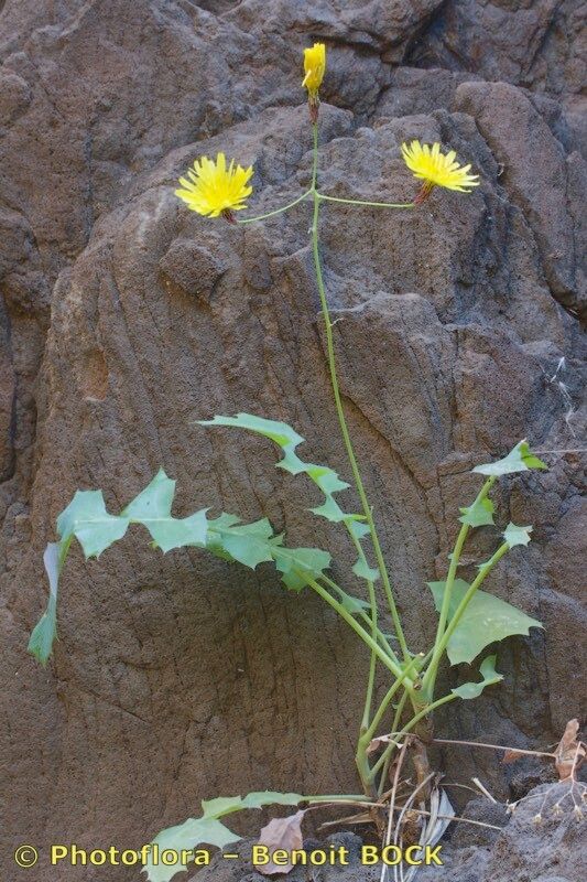 Sonchus fauces-orci habit