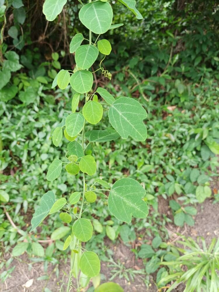 Adenia cissampeloides — related species from the same genus