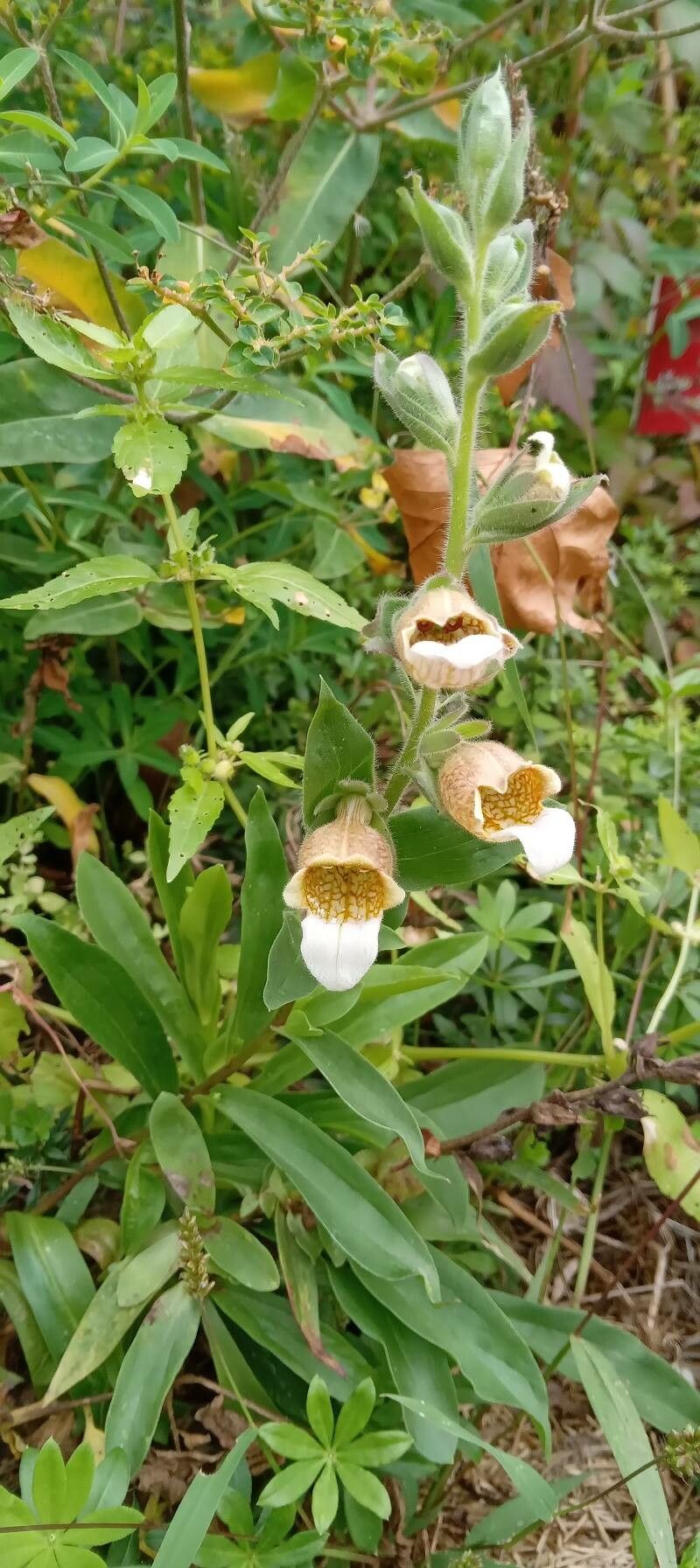 Digitalis lanata habit