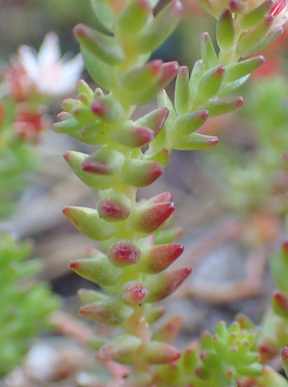 Sedum moranense habit
