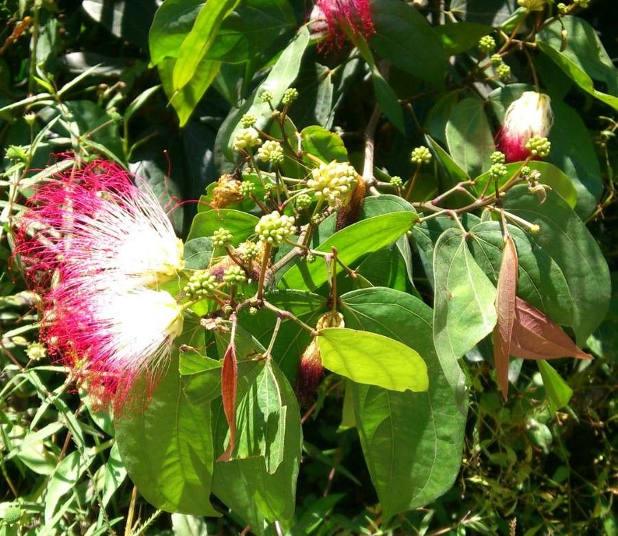 Calliandra trinervia flower