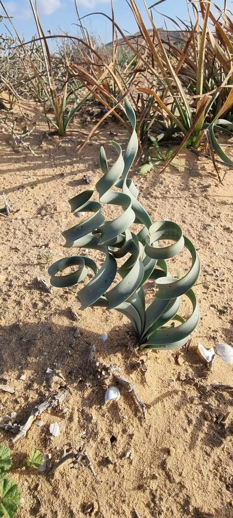 Pancratium sickenbergeri — search result for 'Egypt'