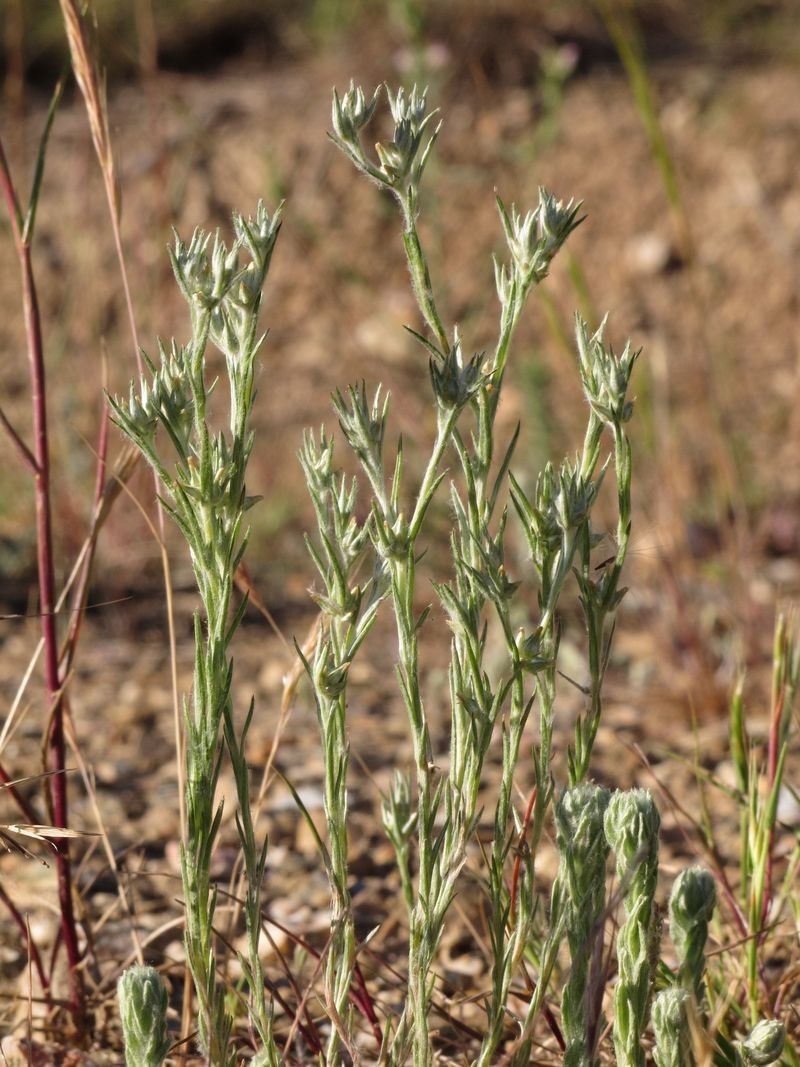 Logfia gallica habit