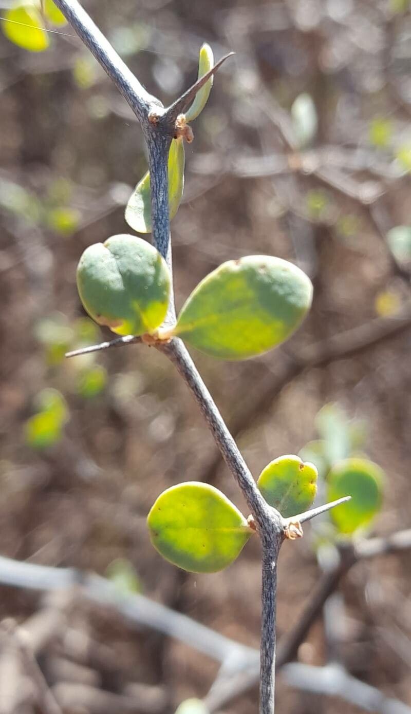 Lycium boerhaviifolium — search result for 'Lycium'