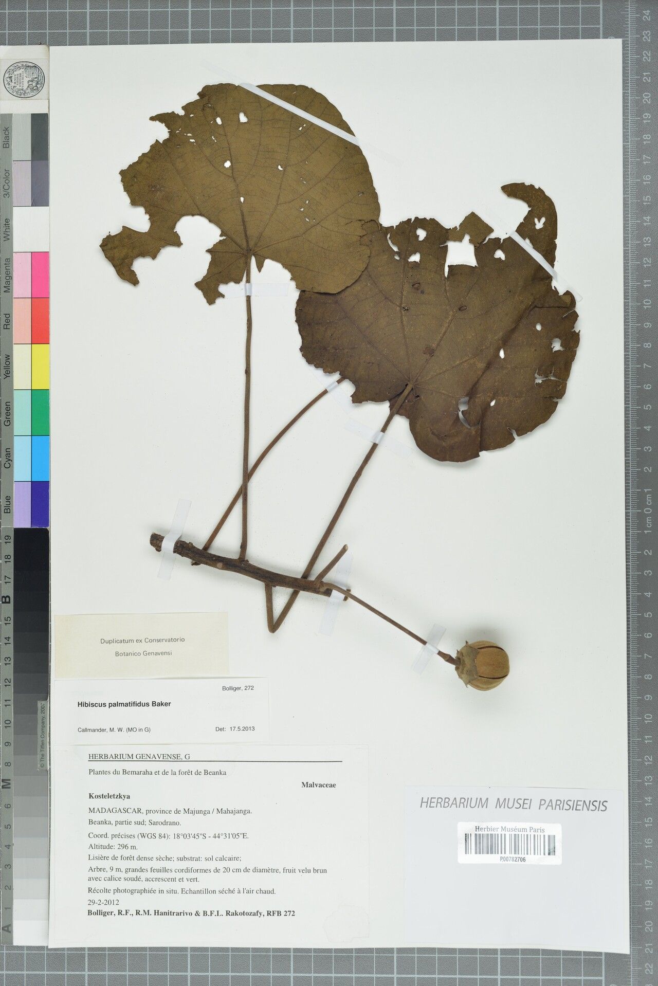 Hibiscus palmatifidus — houseplant care guide