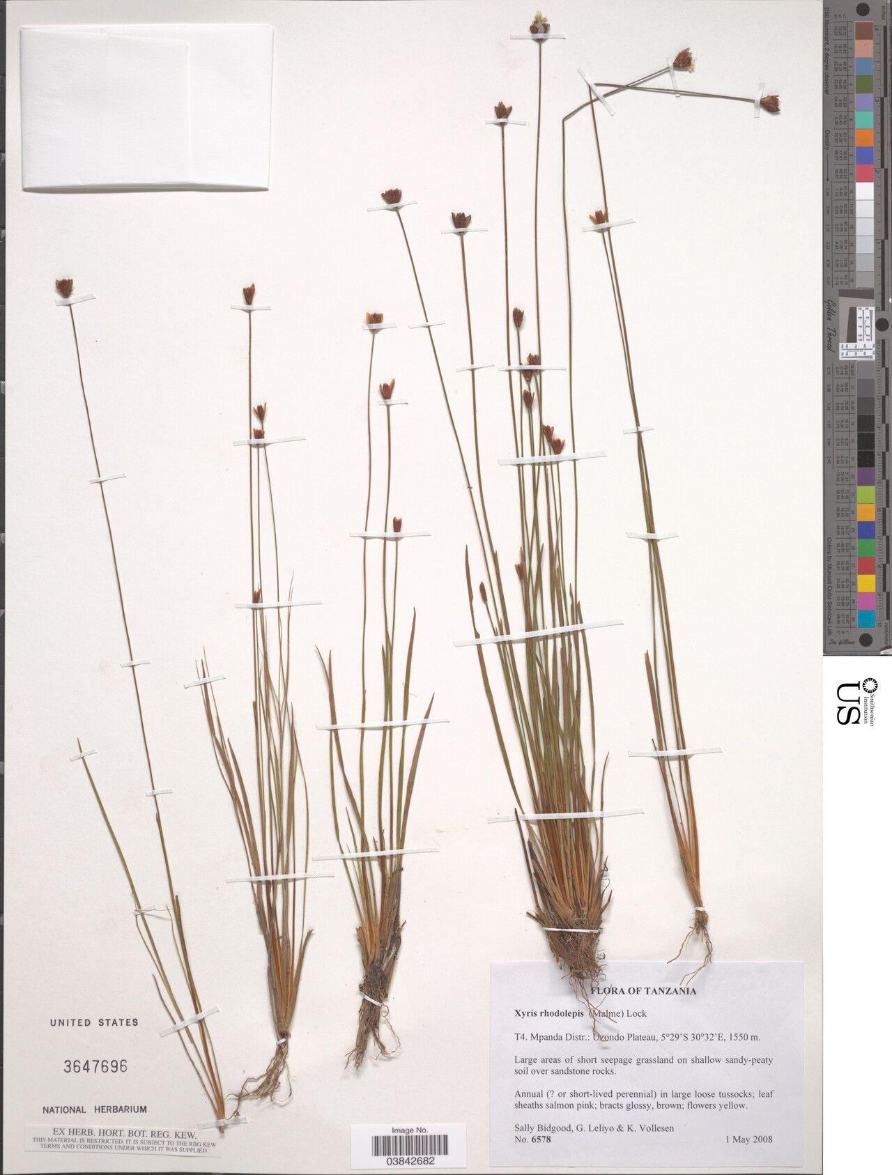 Xyris rhodolepis — search result for 'Xyris'