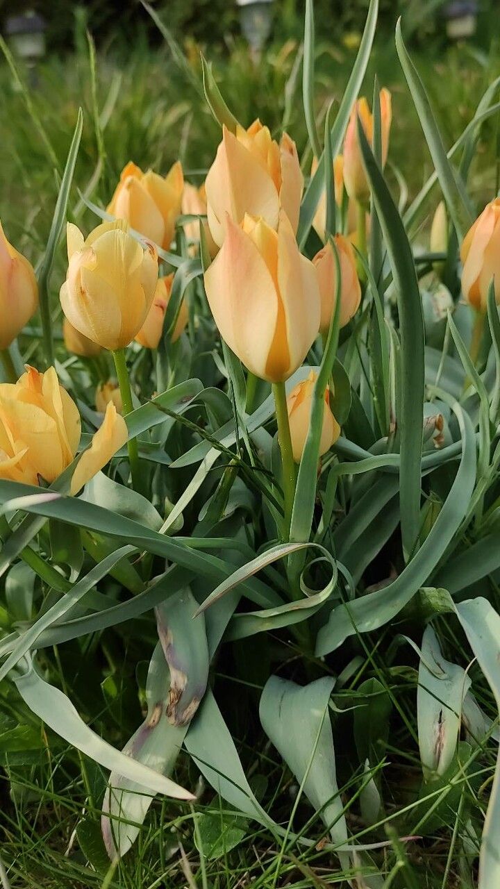 Tulipa linifolia habit