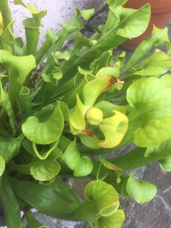 Sarracenia flava fruit