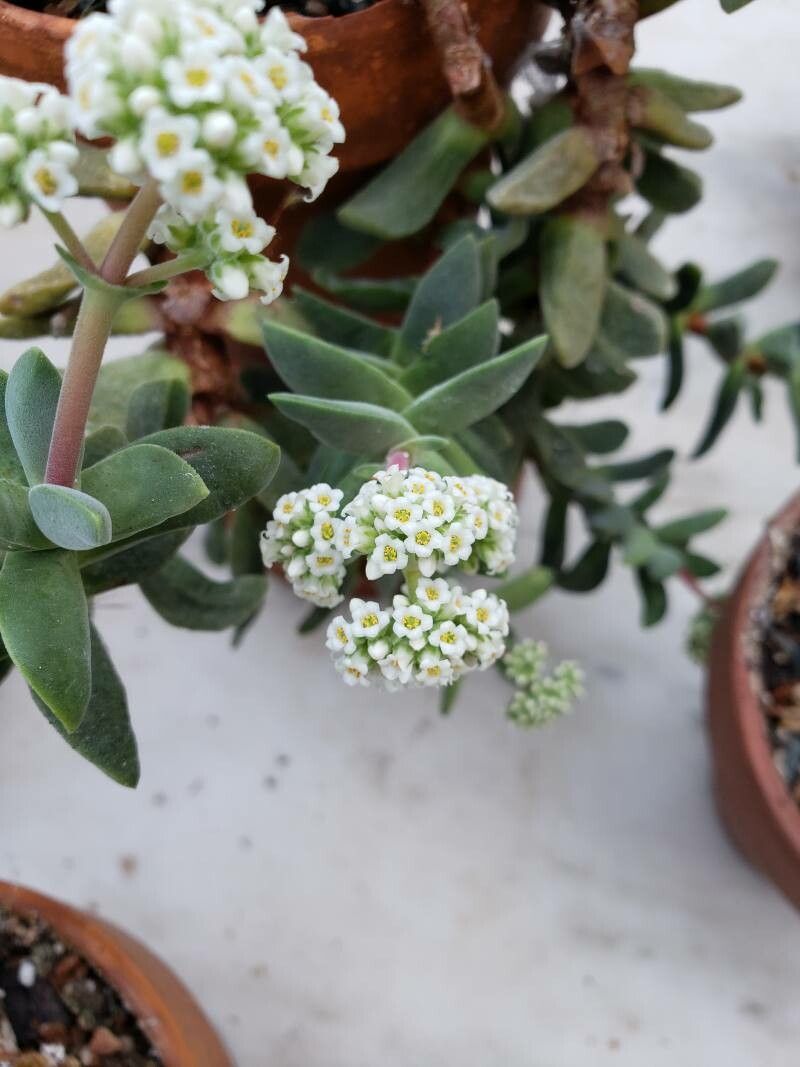 Crassula fascicularis flower