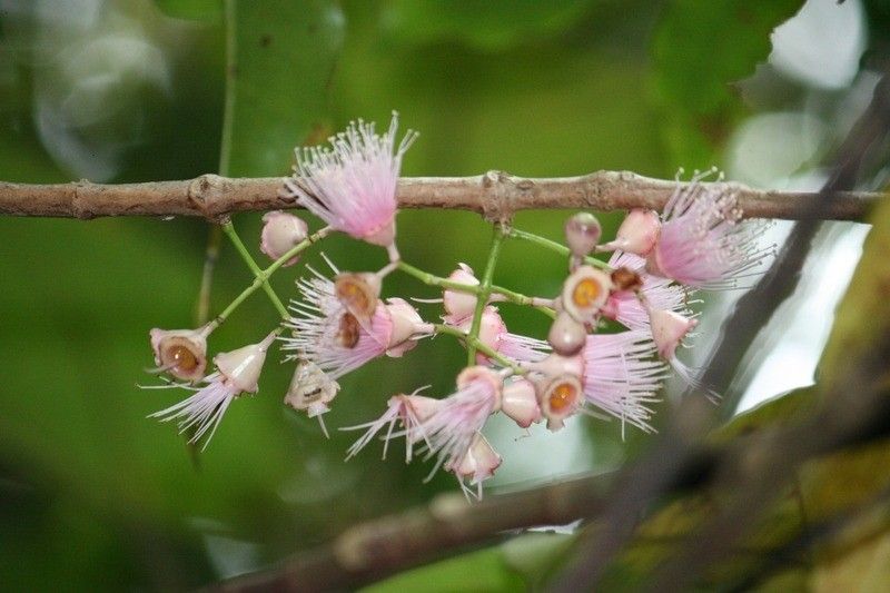 Syzygium cordemoyi flower