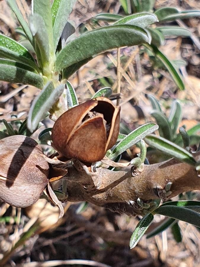 Ipomoea jaegeri fruit