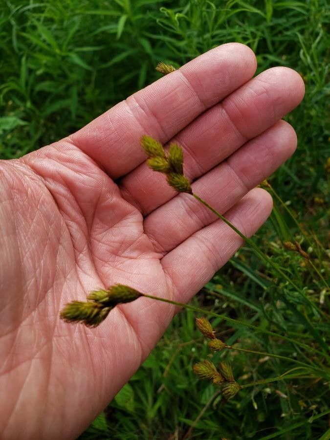Carex tribuloides flower