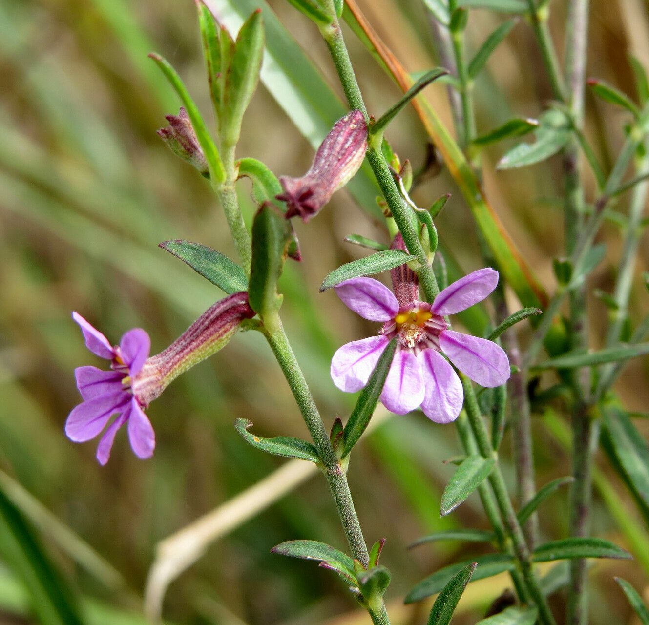 Cuphea odonellii — search result for 'Cuphea'