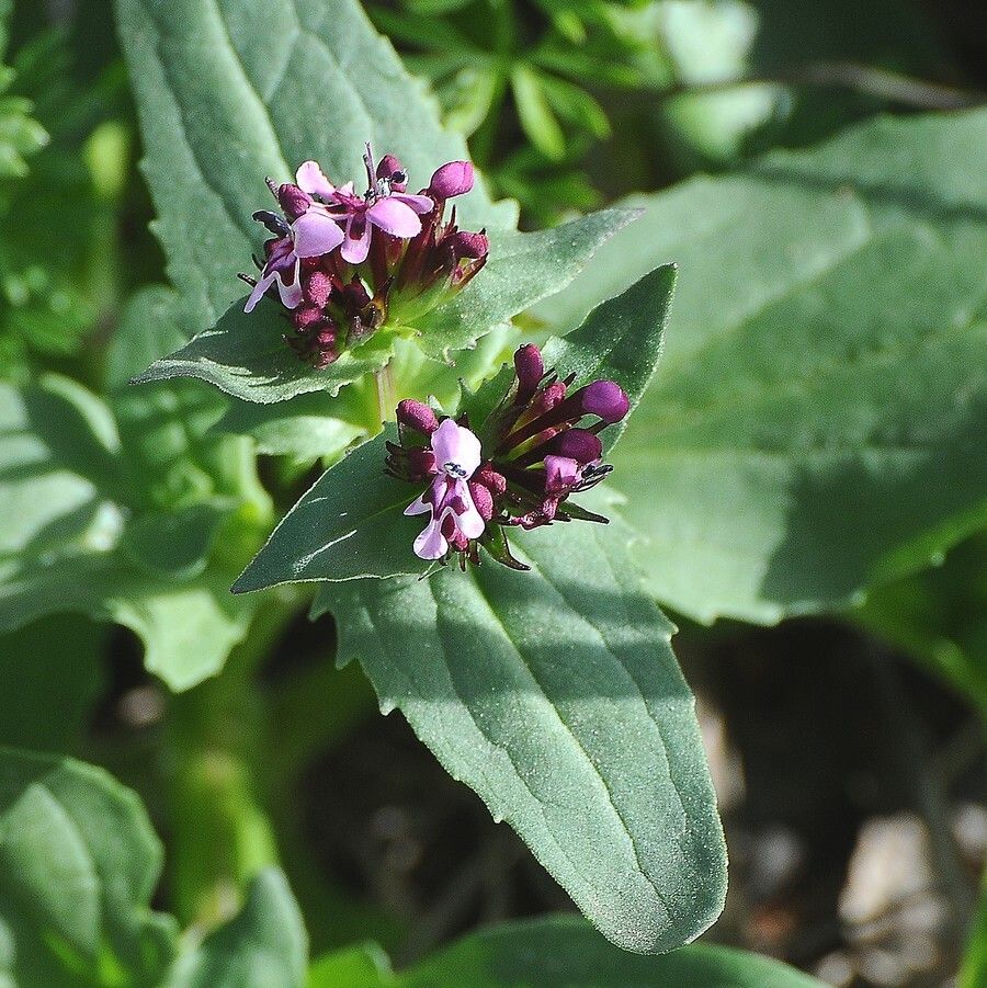 Fedia cornucopiae leaf