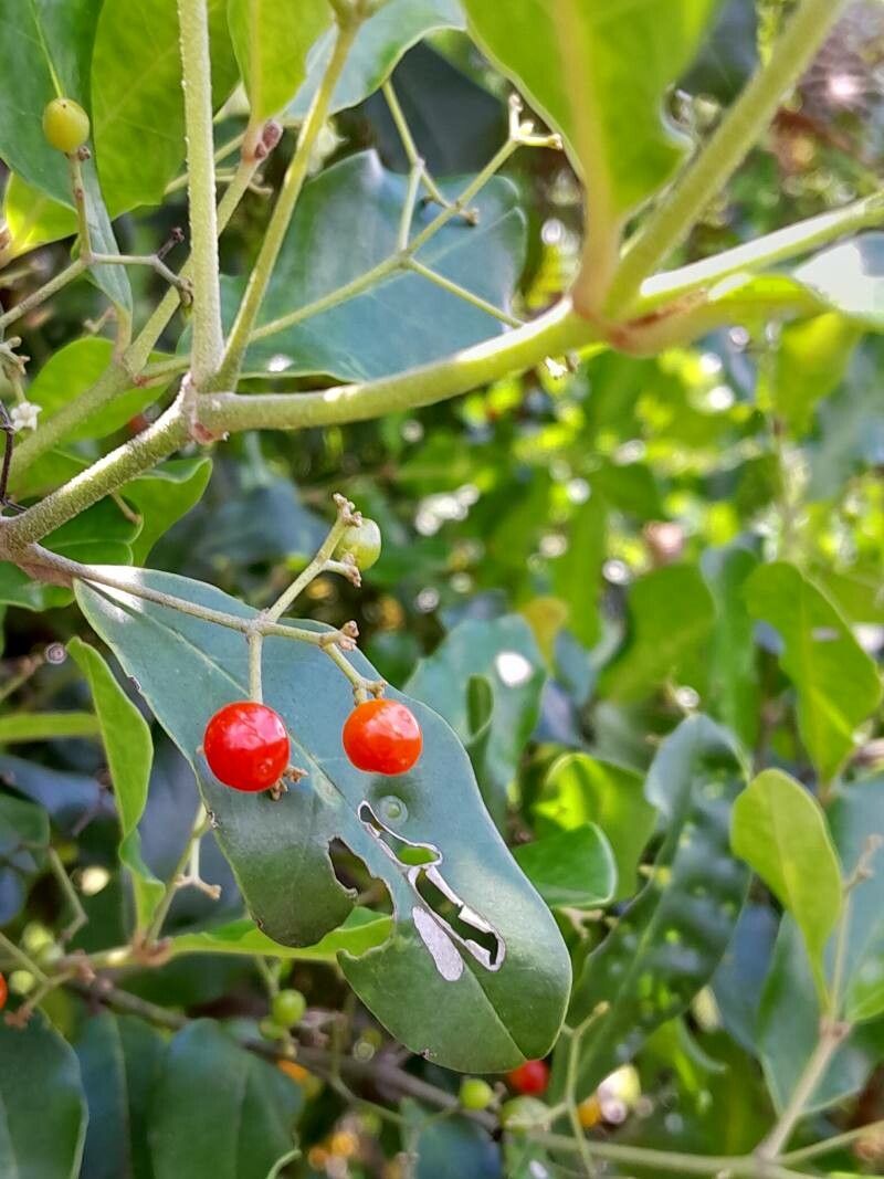 Cassinopsis madagascariensis fruit