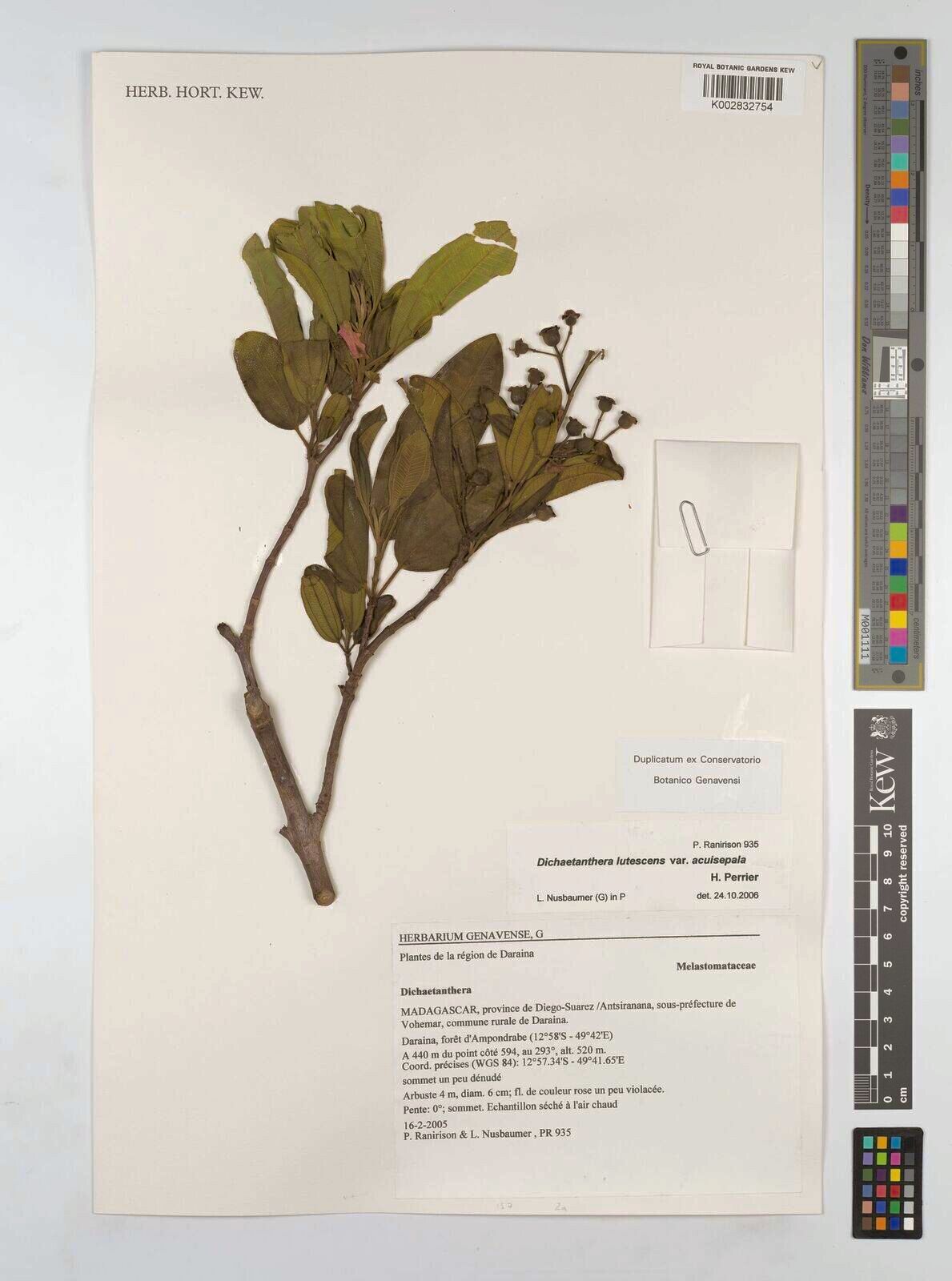 Dichaetanthera lutescens — houseplant care guide