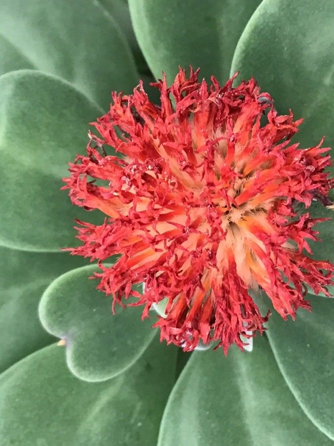Kleinia grantii flower