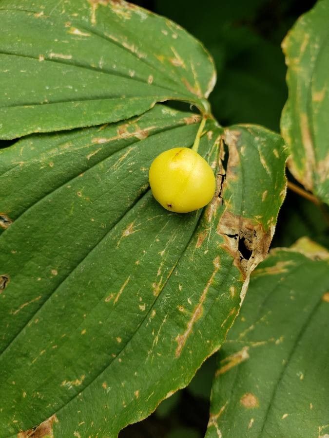Prosartes hookeri fruit