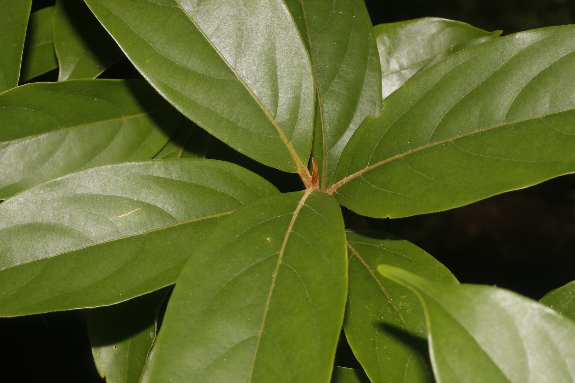 Nectandra belizensis — related species from the same genus
