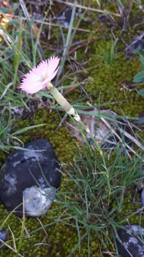 Dianthus saxicola leaf
