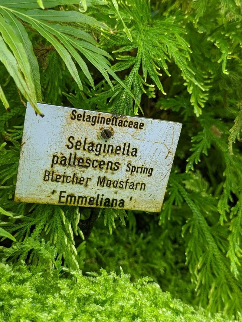 Selaginella pallescens other