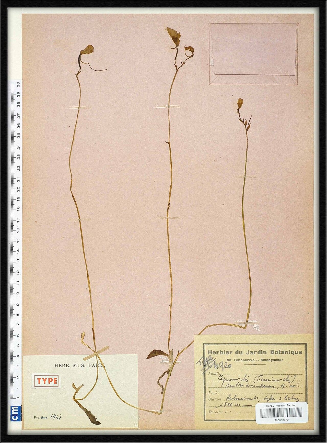 Cynorkis ambondrombensis — related species from the same genus