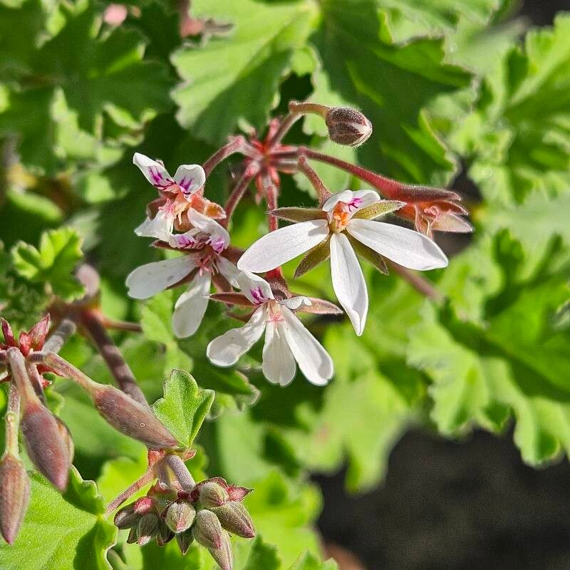 Pelargonium × fragrans flower